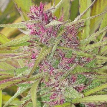 Ace Seeds - Purple Satellite